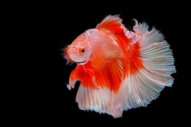 Siyam savaşçısı siyah arka planda balıklar