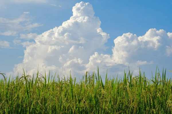 Rijst Geteeld Bergen Van Noord Thailand Heeft Een Lucht Achtergrond — Stockfoto