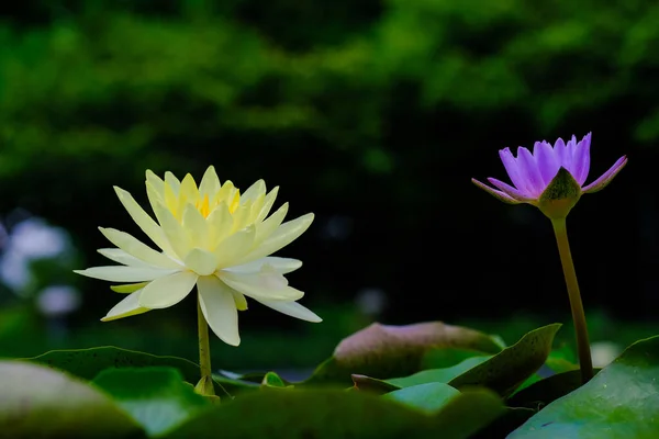 Linda Flor Lótus Amarelo Com Folhas Verdes Lagoa — Fotografia de Stock