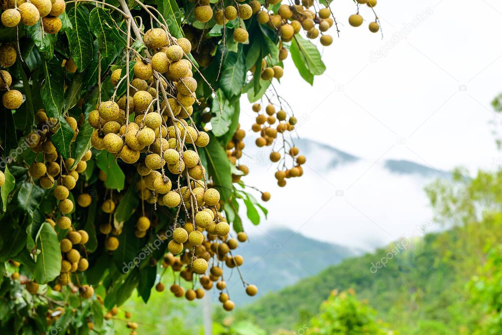 Longan orchards - Tropical fruits young longan in Thailand on the high mountains has beautiful mist
