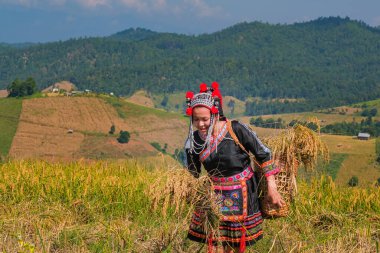 Kuzey Tayland 'daki pirinç tarlalarında saman taşıyan güzel bir çiftçi kızı.