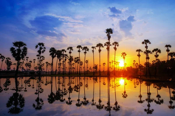 泰国帕坦萨尼省日出时稻田上的糖棕榈树 — 图库照片