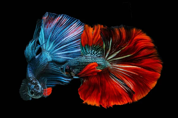 Красная Синяя Бетта Рыба Сиамские Бои Черном Фоне — стоковое фото