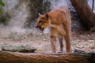 Yetişkin Erkek Puma (Puma concolor)