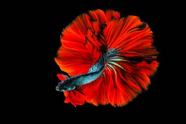 Beta balığının ritmi, siyam balığının dövüşü ihtişamlı, siyah arka planda izole edilmiş. Sanatsal desen rengi.