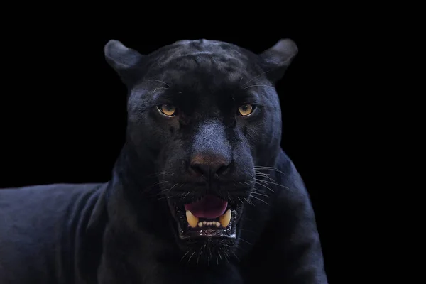 Black Panther Shot Close Black Background — Stock Photo, Image