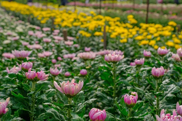 Beautiful flowers of chrysanthemums in the garden