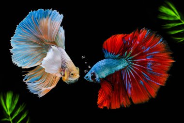 Siyah arka planda yeşil alglerle savaşan Siyam balıkları..