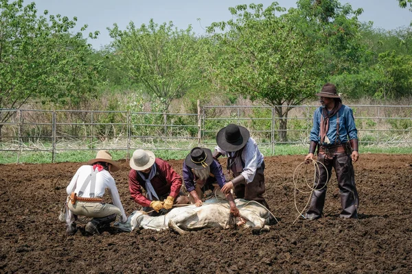 Asiatiska Cowboys Fångar Boskap Boskap — Stockfoto