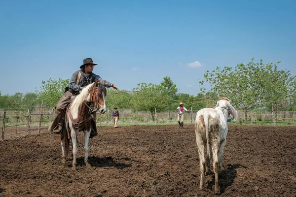 Aziatische Cowboys Mannen Vangen Vee Vee — Stockfoto