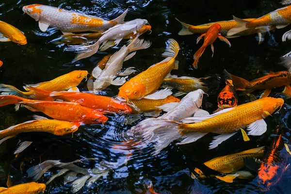 Carpa Extravagante Nadando Lagoa Carpa Extravagante São Dourados — Fotografia de Stock
