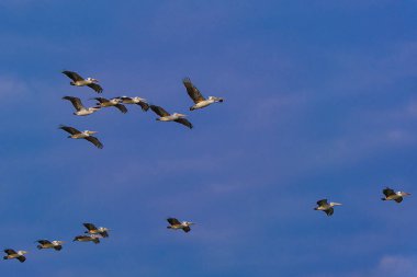 Güzel gökyüzünde uçan gagalı bir Anastomus devekuşu..