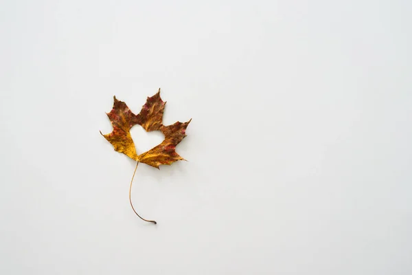 Maple leaf with cutted out heart on white background