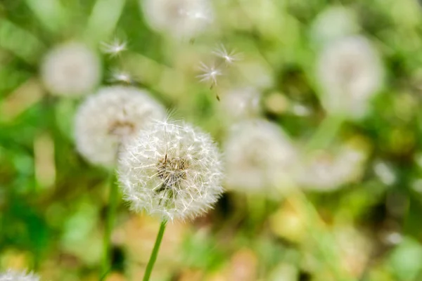 Dandelion with flying seeds