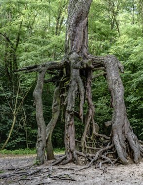 Çam ağacı, yani yürüyen çam ağacı, Wecz 'de, Busko-zdrj' den sadece 5 km uzaklıktaki olağanüstü bir ağaçtır.