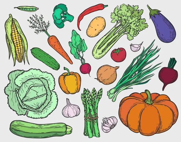 Ensemble Gravure Légumes Colorés Vectoriels Dessinés Main Des Ingrédients Cuisine — Image vectorielle