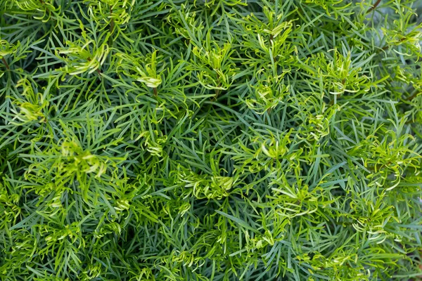 Background Green Grass — Stock Photo, Image