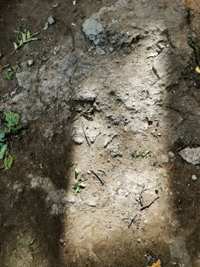  Yapraklı zemin dokusu