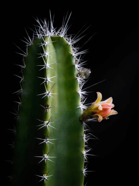 Cereus Peruvianus Kaktusz Virág Virágzó Előtt Fekete Háttér Makró Vértes — Stock Fotó