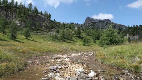 Mountain Stream Alpine Landscape Valley Many Pines Stream Mountains Background — Stock Video