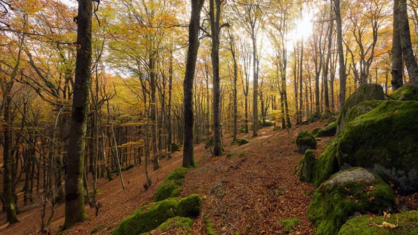 Pădurea Fag Vreme Toamnă Copacii Goi Pat Frunze Uscate Calea — Fotografie, imagine de stoc