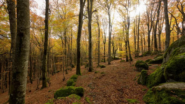 Bokskog Höstvädret Kala Träden Och Säng Torra Bladen Sökvägen Marken — Stockfoto