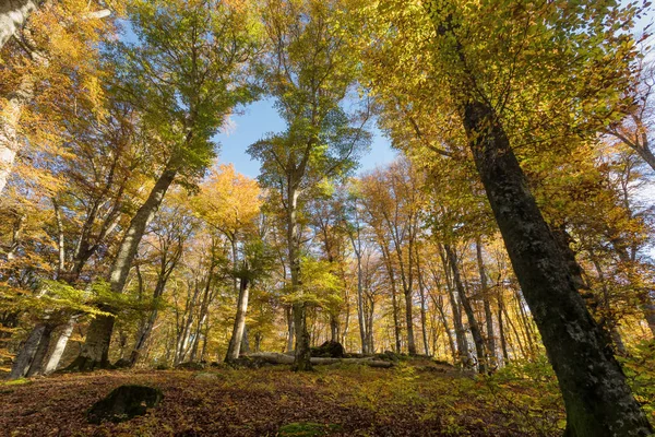 Floresta Faia Com Árvores Luz Fundo Folhas Secas Vegetação Cores — Fotografia de Stock