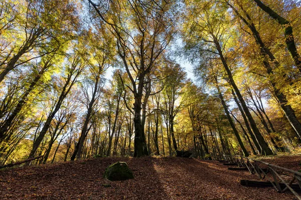 Pădure Fag Copaci Lumină Fundal Frunzele Uscate Ale Subcreșterii Culori — Fotografie, imagine de stoc