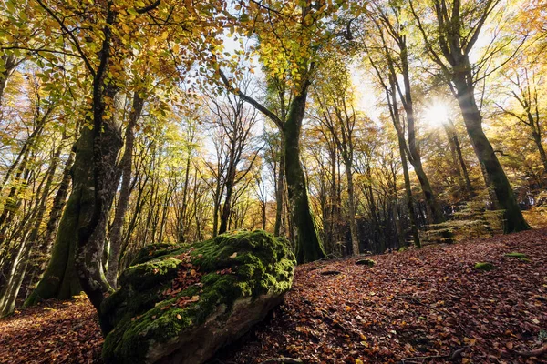 Pădure Fag Copaci Lumină Fundal Prim Plan Piatră Acoperită Mușchi — Fotografie, imagine de stoc
