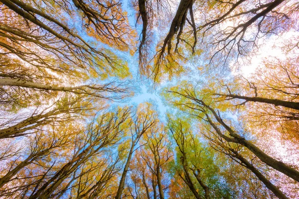 Faia Árvores Tomadas Partir Baixo Cores Brilhantes Outono Ramos Troncos — Fotos gratuitas