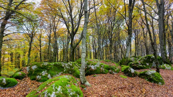Las Bukowy Jesienna Pogoda Nagie Drzewa Łóżko Suchych Liści Ścieżce — Zdjęcie stockowe