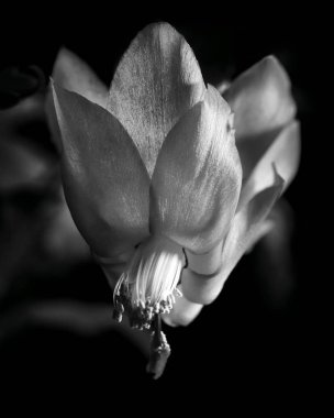 Schlumbergera obtusangola, Schlumbergera russeliana, Schlumbergera opuntioides, Schlumbergera orssichiana, Schlumbergera truncata, Schlumbergera Exotica. Bud ve siyah temel izole lezzetli bitki schlumberger çiçek. 