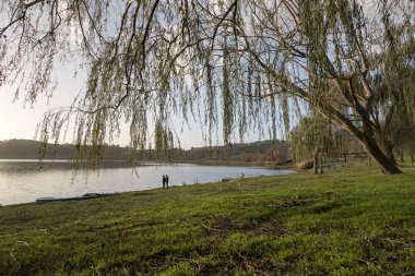 Lake Martignano, ilk priano ağacında ile sahilde. Gün batımının ışığı gölde yansıyan.