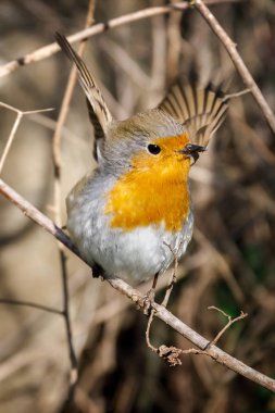 Bir dalda dinlenme ardıç kuşu açılır hemen önce uçan kanat.