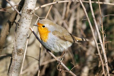Orman arka plan ile ön plan içinde fotoğraflandı dal, dinlenme ardıç kuşu.