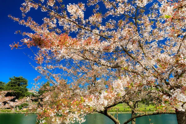 Sakura flowering, Japanese cherry trees — Stock Photo, Image