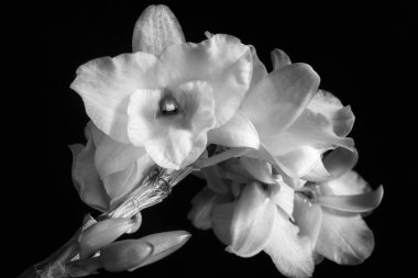 Beyaz orkide, çiçek ve tomurcuklar