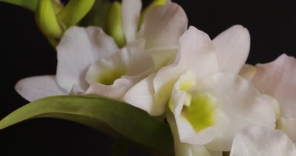 Орхидея Растение Белыми Флоресценциями Бутонами Цветы Белой Орхидеи Черном Фоне — стоковое видео