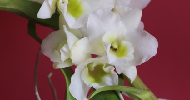 具有白色花蕾的兰花植物 白色兰花 红色背景 — 图库视频影像