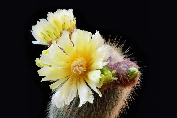 Hårig kaktus i full blom, Notocactus Leninghausii — Stockfoto