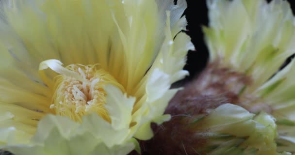 Изысканный Желтый Кактус Цветущий Notocactus Leninghausii Полном Расцвете — стоковое видео