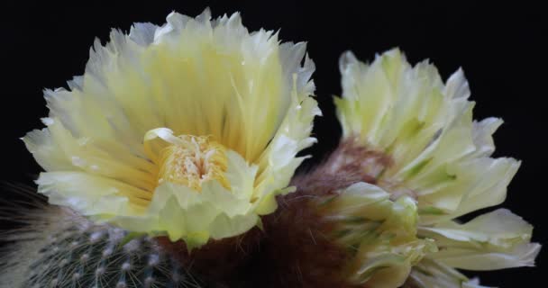 Exquise Gele Cactus Bloeiende Notocactus Leninghausii Volle Bloei — Stockvideo