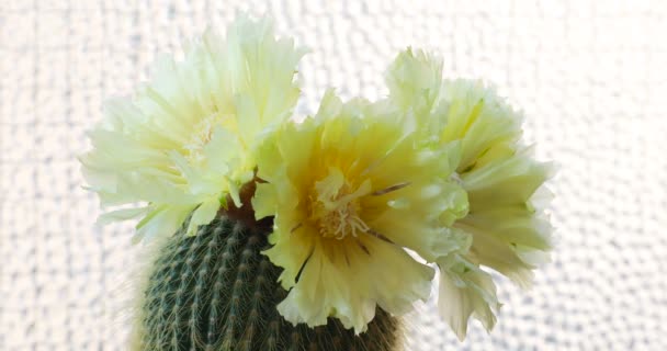 Exquisite Yellow Cactus Flowering Cactus Full Bloom Notocactus Leninghausii — Stock Video