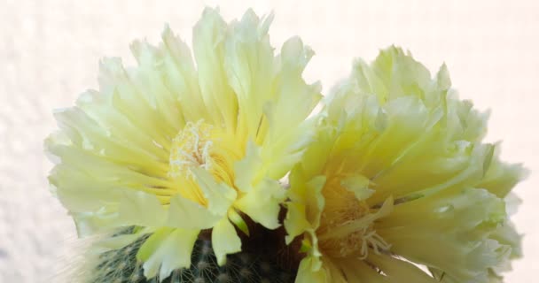 Exquisita Floración Cactus Amarillo Cactus Plena Floración Notocactus Leninghausii — Vídeo de stock