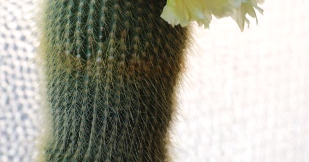 Exquisita Floración Cactus Amarillo Cactus Plena Floración Notocactus Leninghausii — Vídeos de Stock