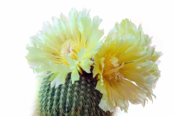 Owłosione kaktusy w pełnym rozkwicie, Notocactus Leninghausii — Zdjęcie stockowe