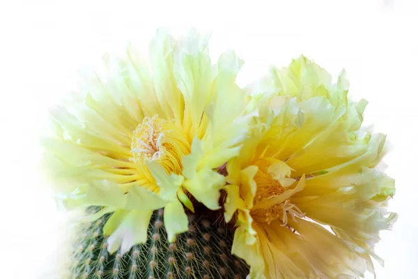 Cactus peludo en plena floración, Notocactus Leninghausii —  Fotos de Stock