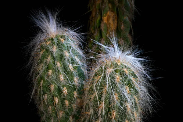 Kaktusz fekete háttér előtt. Espostoa Lanata — Stock Fotó