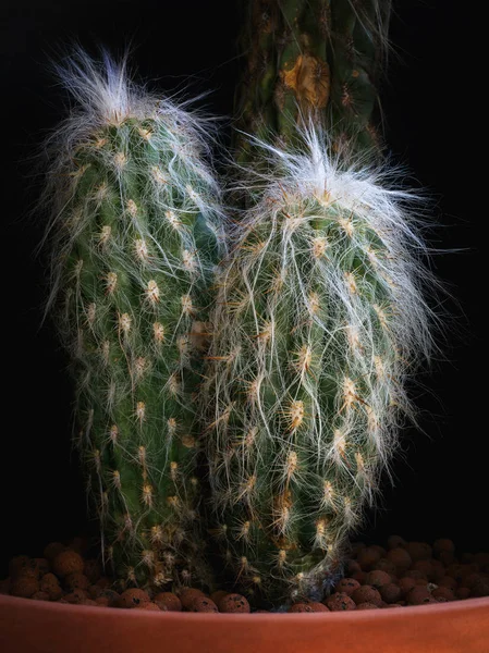 Kaktusz fekete háttér előtt. Espostoa Lanata — Stock Fotó