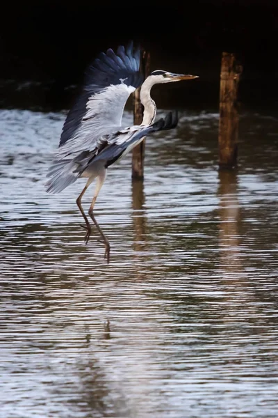 Garza gris en vuelo —  Fotos de Stock